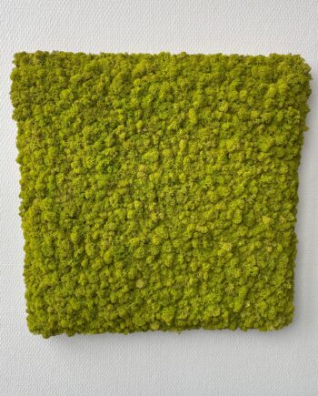 Limegrøn Mos Firkant 50x50 Restsalg