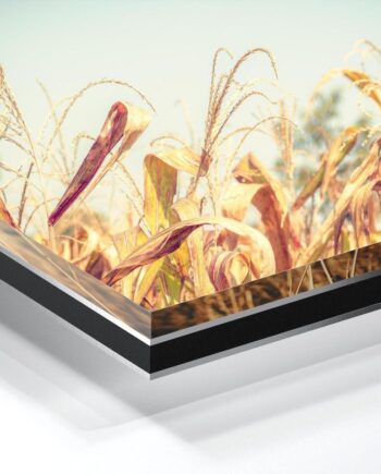 Plexiglas Print Dibond